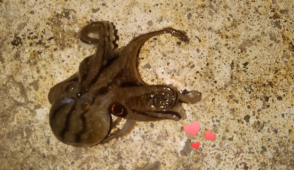 f:id:kazuto45:20191116220325j:plain f:id:kazuto45:20191116220325j:plain