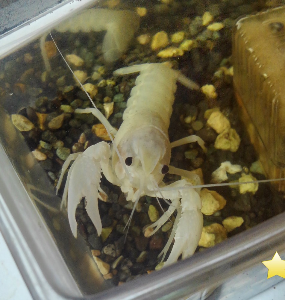 f:id:kazuto45:20191214204809j:plain f:id:kazuto45:20191214204809j:plain
