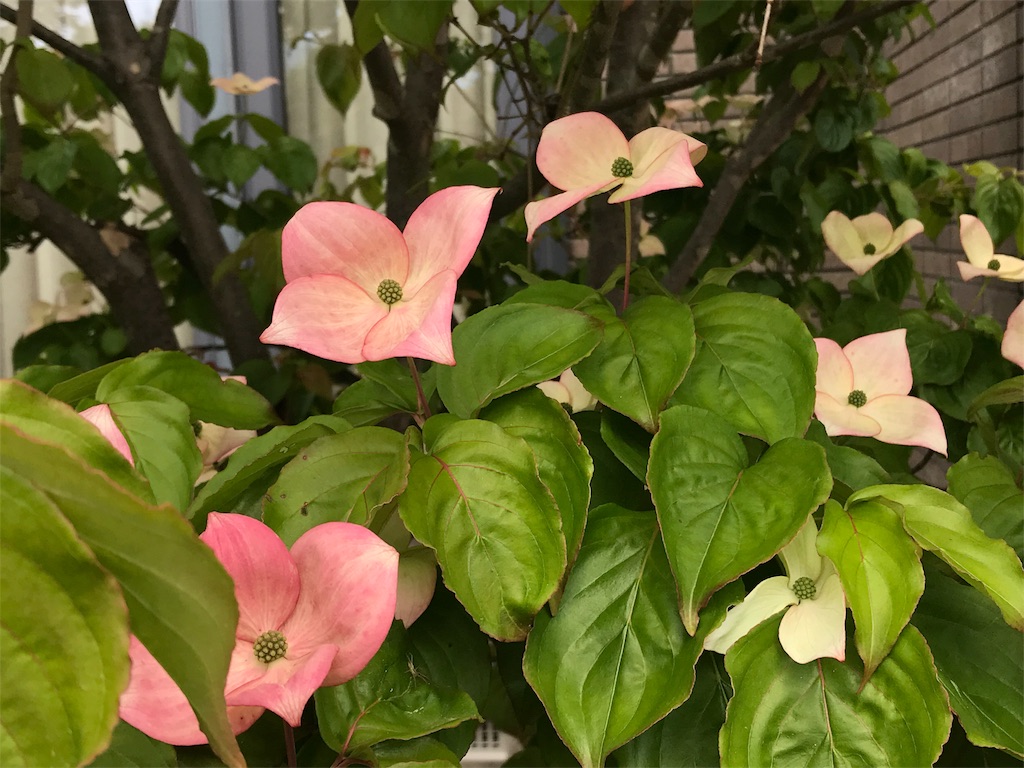 f:id:kazuto47:20180611202927j:image f:id:kazuto47:20180611202927j:image