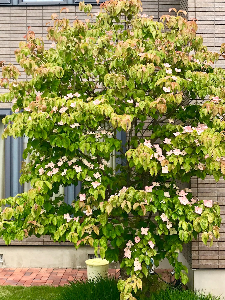 f:id:kazuto47:20180611202937j:image f:id:kazuto47:20180611202937j:image