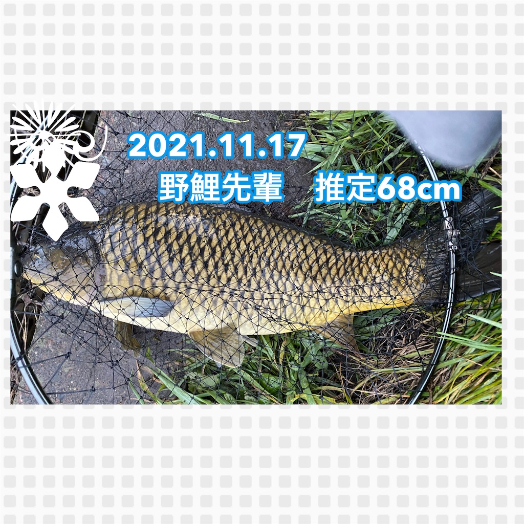 アメマス攻防戦 Part8 黒鯉黒鬼 ウグイ 釣ってみようぜ アメマス攻防戦 Part8 黒鯉黒鬼 ウグイ 釣ってみようぜ