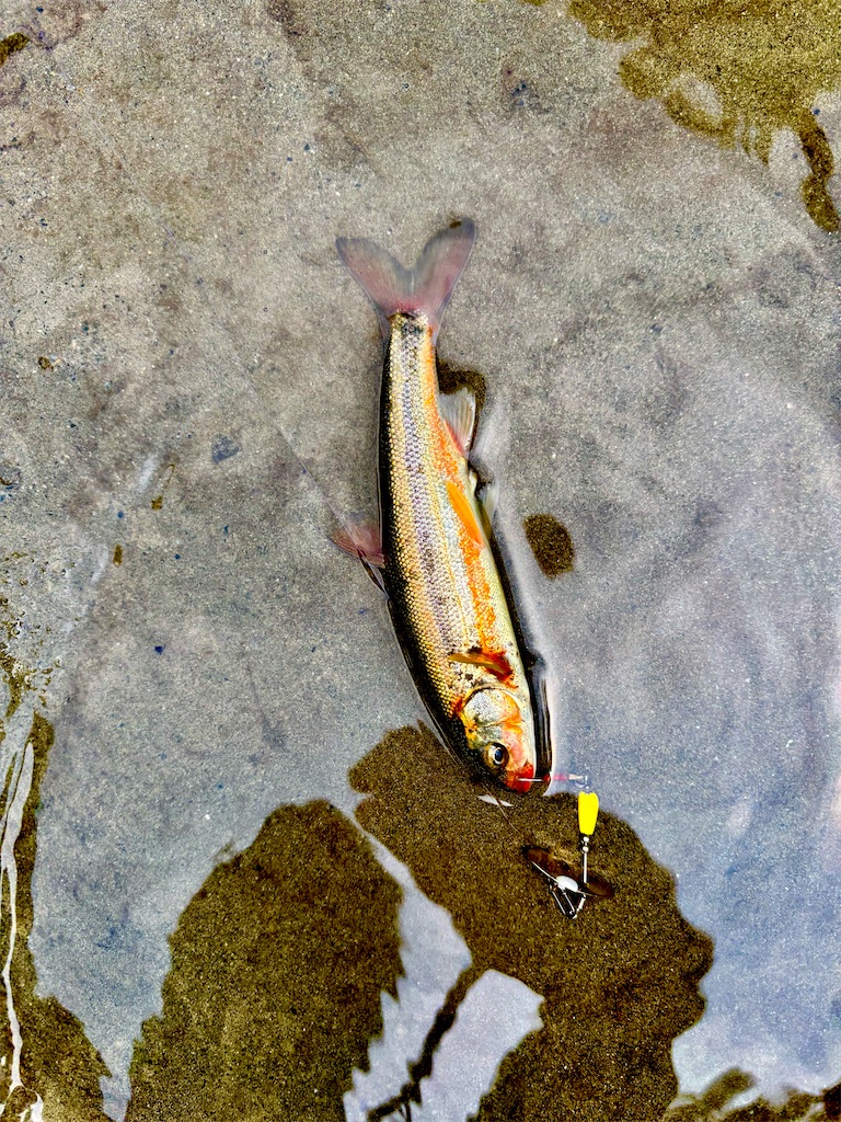 f:id:kazuu91:20250610071006j:image f:id:kazuu91:20250610071006j:image