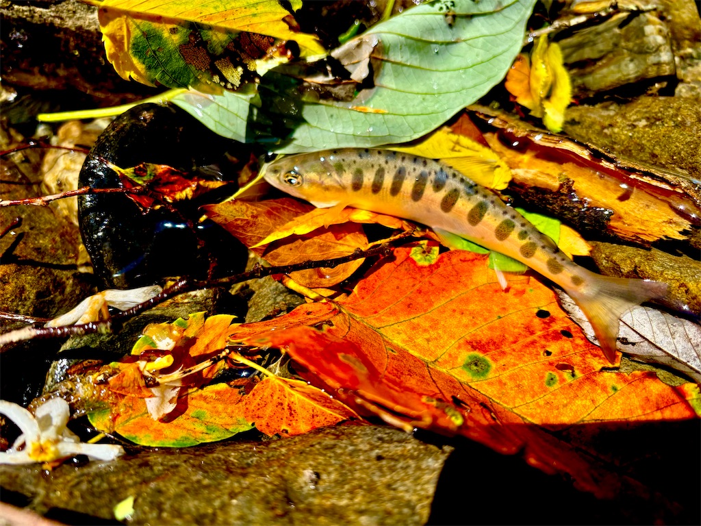 f:id:kazuu91:20250708071608j:image f:id:kazuu91:20250708071608j:image