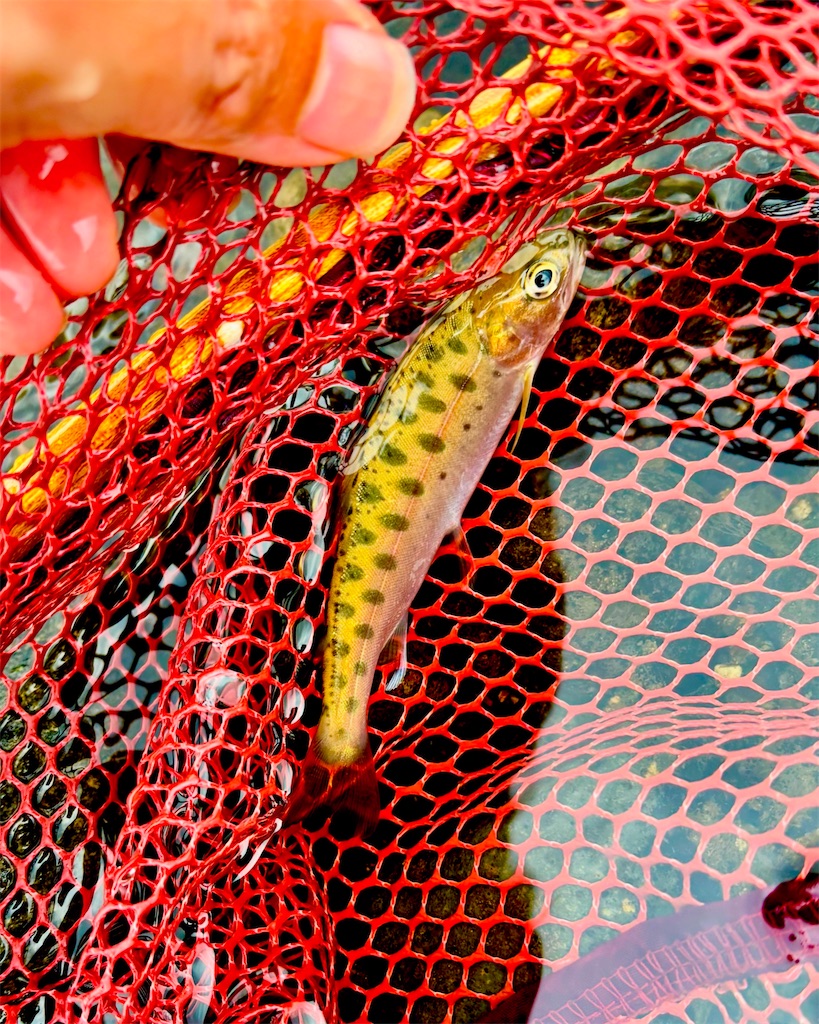 f:id:kazuu91:20250823071044j:image f:id:kazuu91:20250823071044j:image