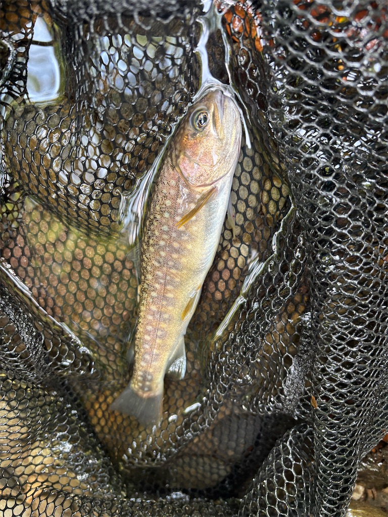 f:id:kazuu91:20250824095306j:image f:id:kazuu91:20250824095306j:image