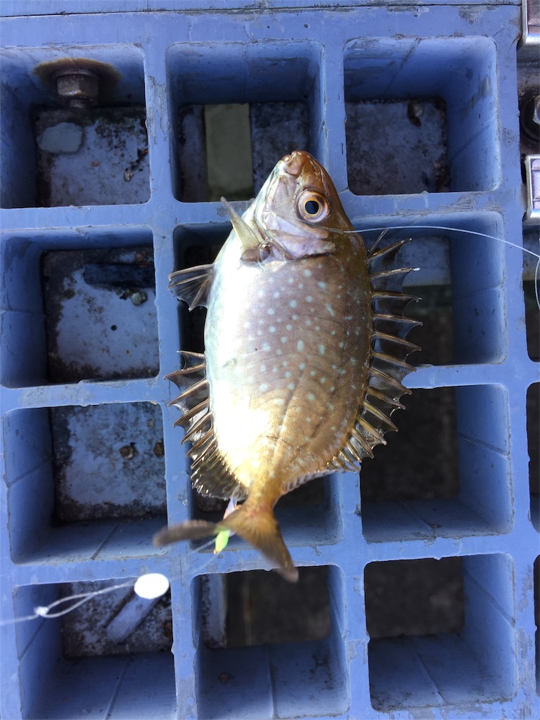 豊浜漁港ラストサビキ17 12 2 愛知県 海釣り釣果情報