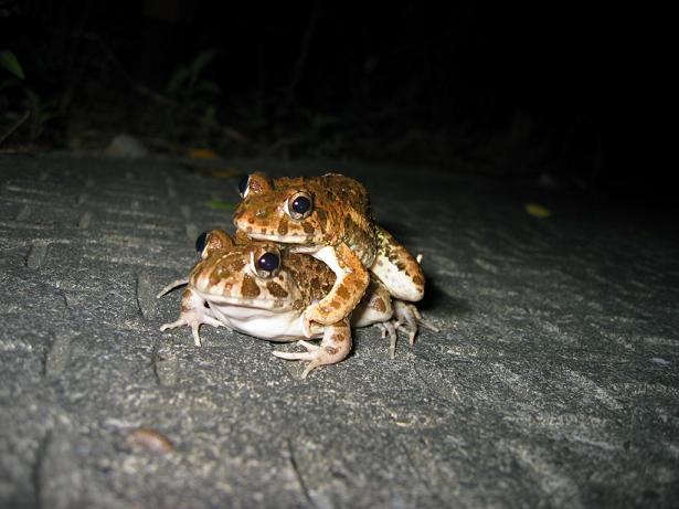 サキシマヌマガエル 西表島 の交尾 虫村の日記 サキシマヌマガエル 西表島 の交尾 虫村の日記