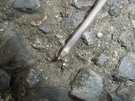 ブラーミニメクラヘビ　液浸標本 ブラーミニメクラヘビ Ramphotyphlops braminus - RemoteRegion