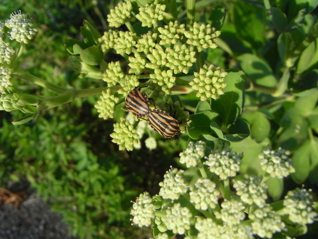 f:id:kazuyo1014:20080708183205j:image