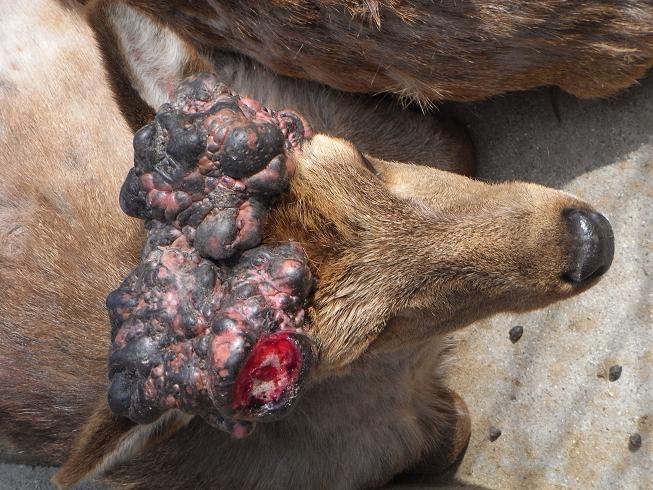ゾンビジカの続き 虫村の日記