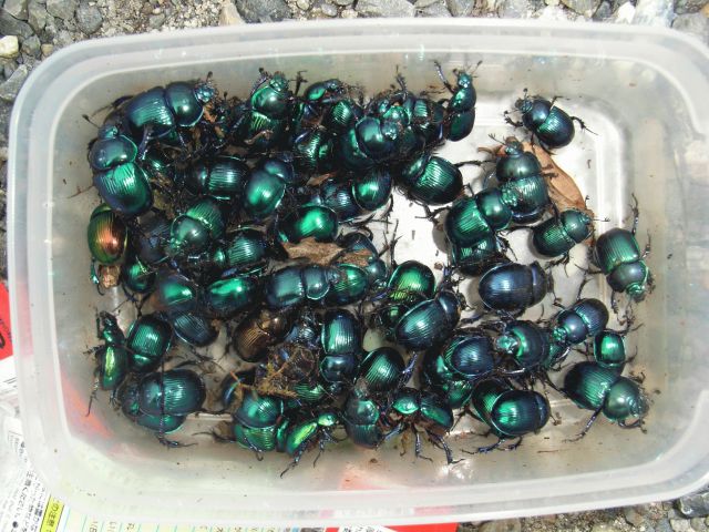特価 オオセンチコガネ（ルリセンチ） 30匹 特価 オオセンチコガネ（ルリセンチ） 30匹 オオセンチコガネ - 虫村の日記