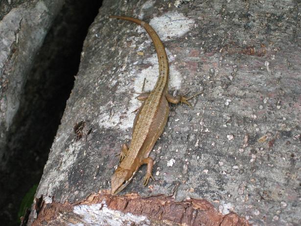 北海道のカナヘビ - 虫村の日記