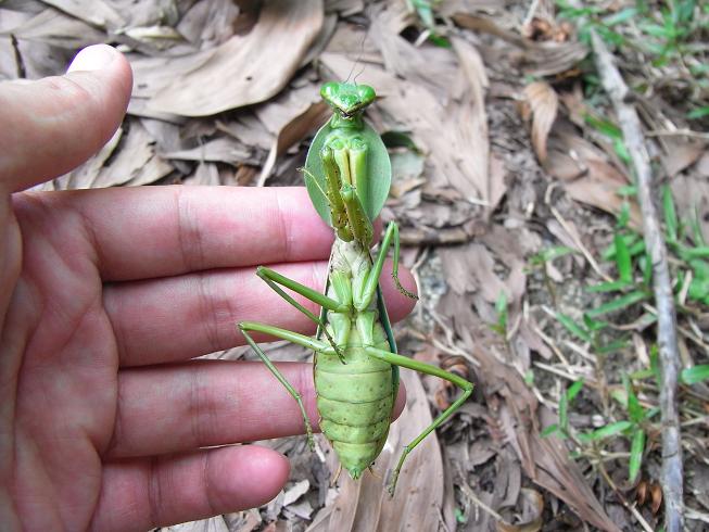 インドネシアのマルなムネのカマキリ（マルムネカマキリ？） - 虫村の日記