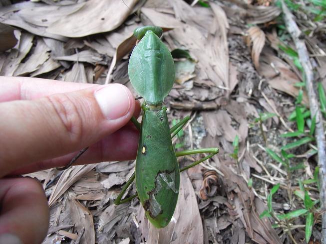 インドネシアのマルなムネのカマキリ（マルムネカマキリ？） - 虫村の日記