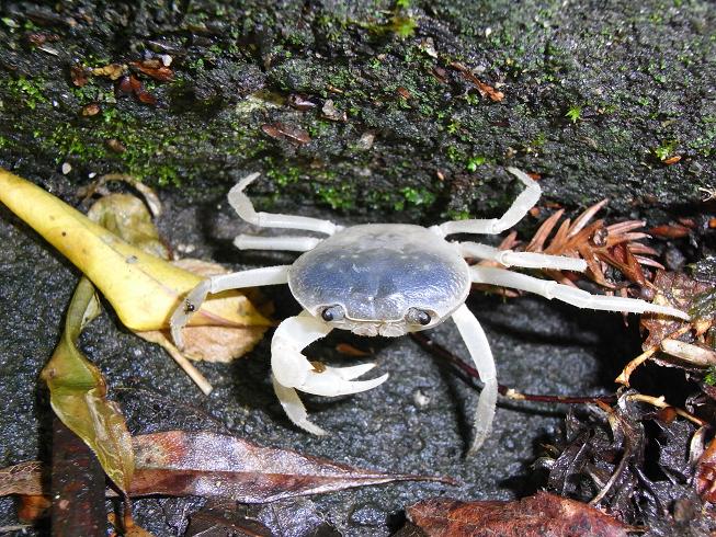 青白いサワガニ - 虫村の日記