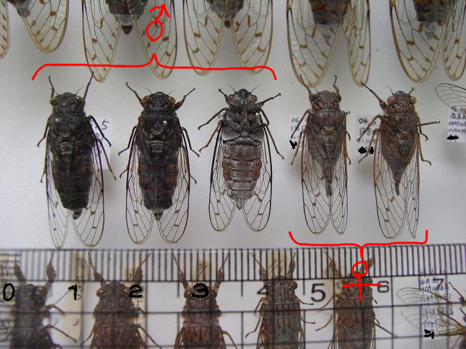 ハルゼミ my標本の採集データ - 虫村の日記