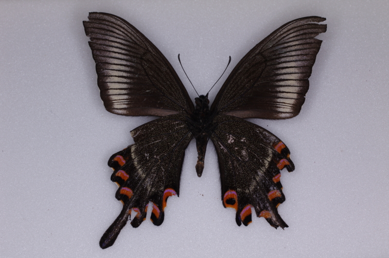 ミヤマカラスアゲハの標本 （オス）; 屋久島産; 春型 k - 虫村の日記