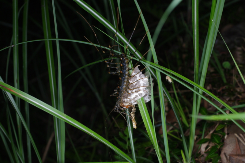 蛾を食べるオオゲジ 虫村の日記 蛾を食べるオオゲジ 虫村の日記