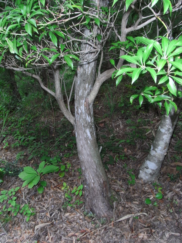 泥のあまりついていないニイニイゼミの抜け殻 虫村の日記