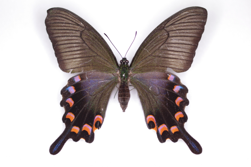 オキナワカラスアゲハの標本 （メス）; 奄美大島産; 春型（3月採集） a