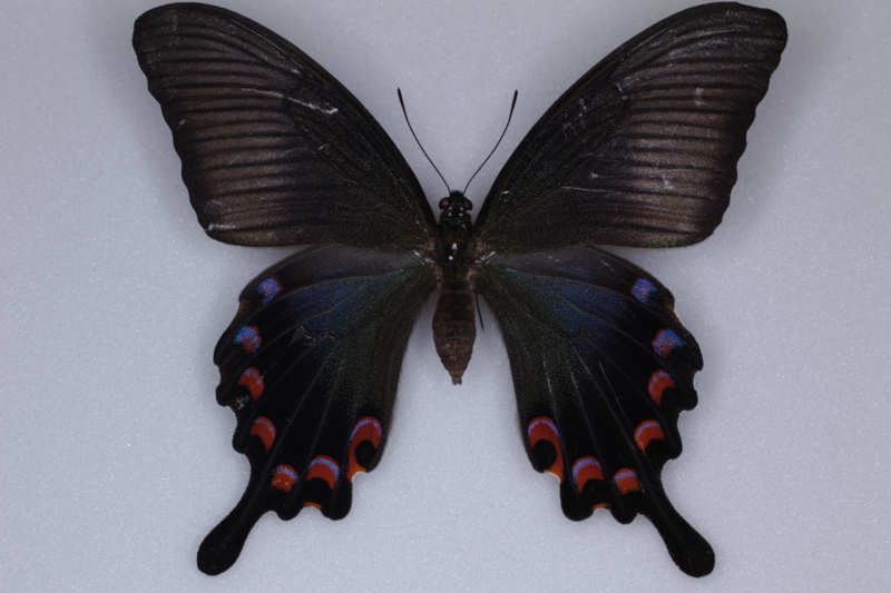 オキナワカラスアゲハ　ペア オキナワカラスアゲハ ペア 昆虫用品
