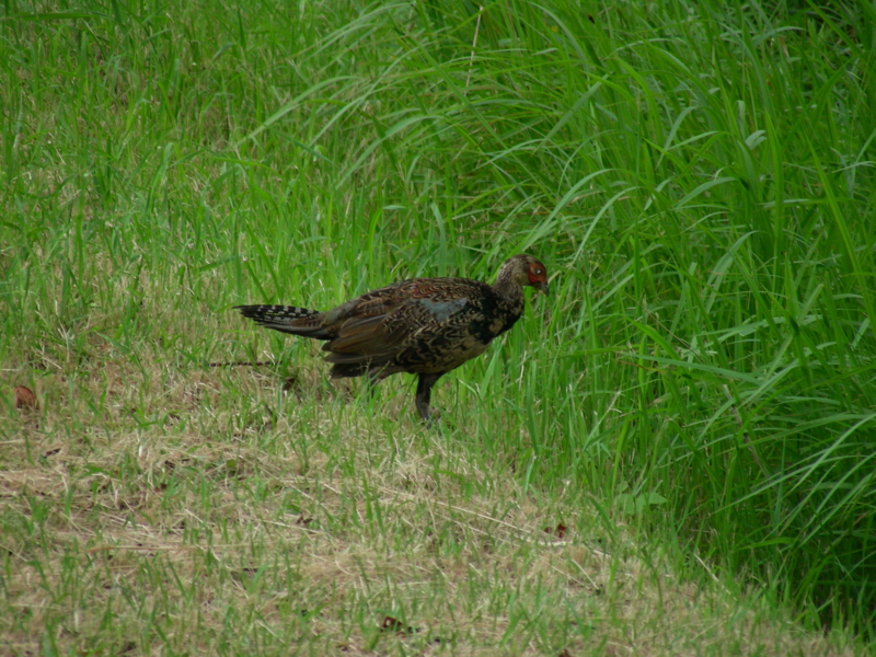 キジの若鳥 オス 鹿児島県 県民の森 06年 8 10 虫村の日記