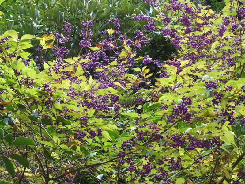 f:id:kazuyo1014:20111230194721j:image