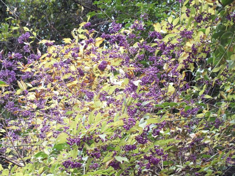 f:id:kazuyo1014:20111230194804j:image