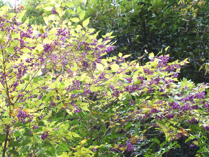 f:id:kazuyo1014:20111230194826j:image