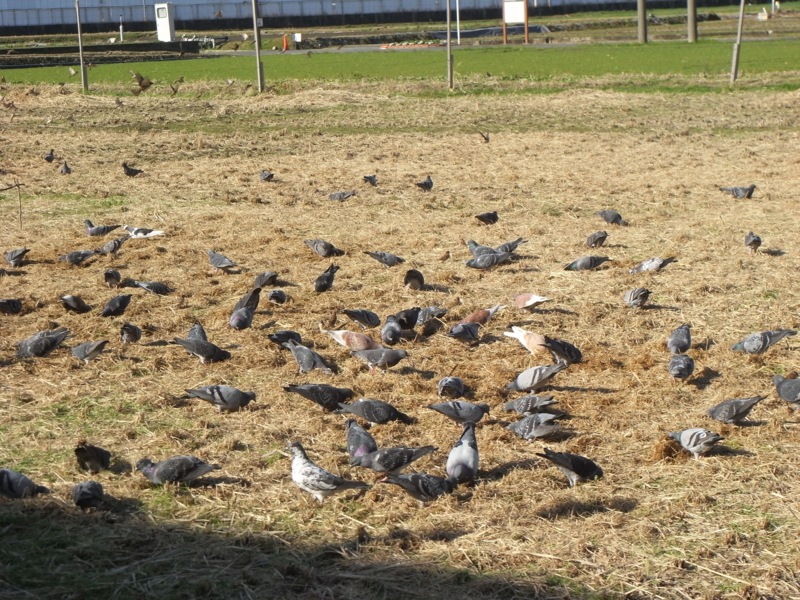 f:id:kazuyo1014:20120104090245j:image