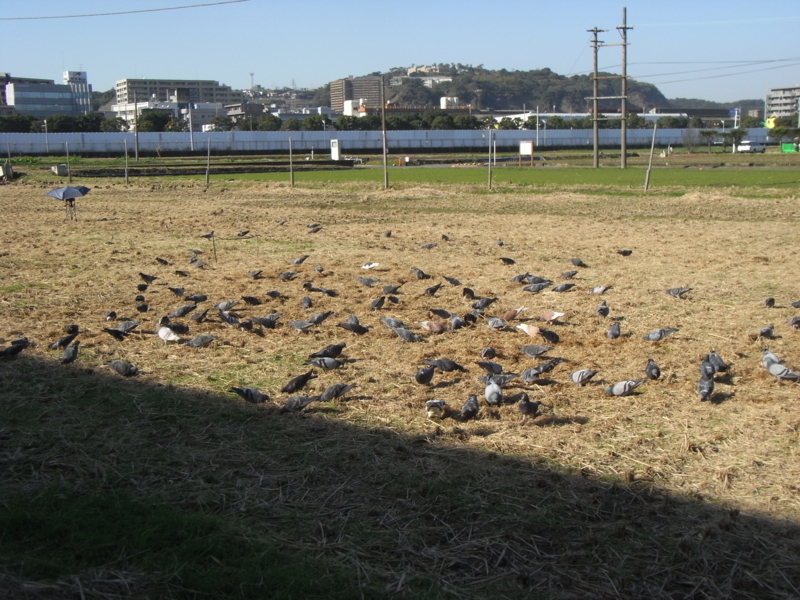 f:id:kazuyo1014:20120104090304j:image