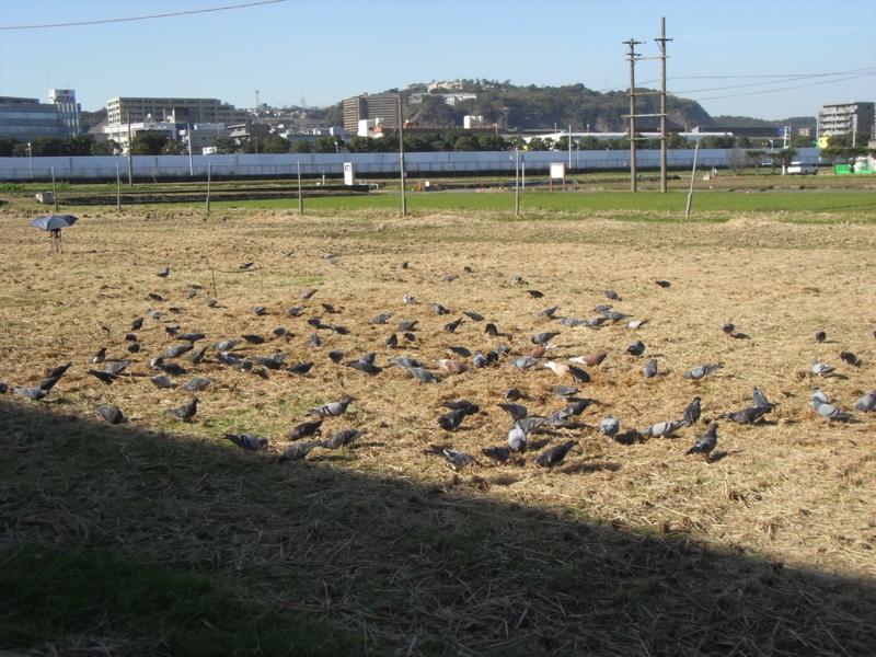 f:id:kazuyo1014:20120104090313j:image