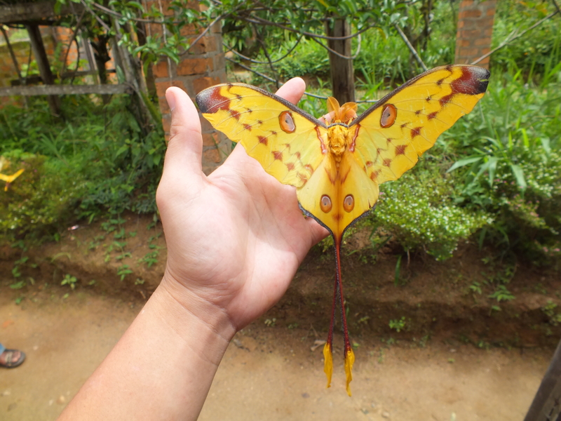 オオオナガヤママユ - 虫村の日記