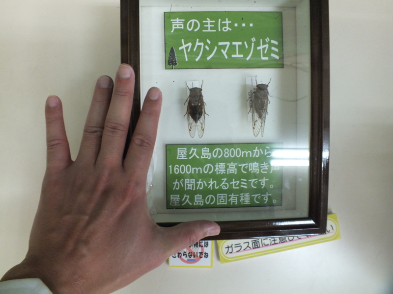 ヤクシマエゾゼミの標本 （針葉樹展にて） - 虫村の日記