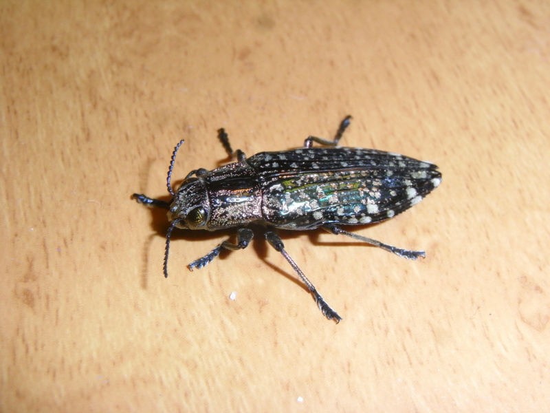 稀種22mm】クロマダラタマムシ 標本 きらめく甲虫 クロマダラタマムシ