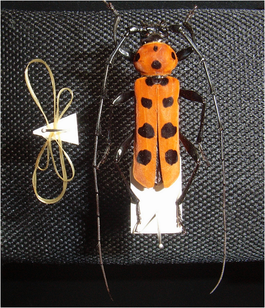 激レア❗マニア垂涎❗フェリエベニボシカミキリ(規制前)＋ベニボシカミキリ