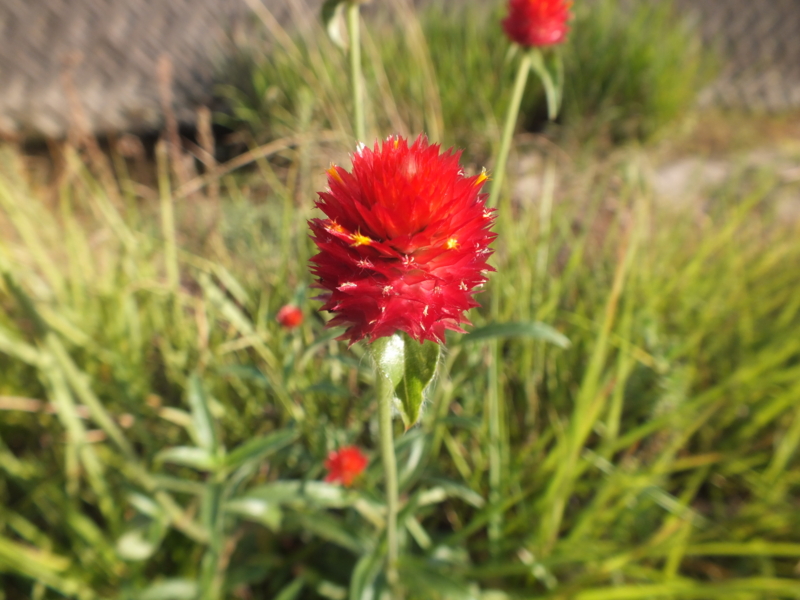 f:id:kazuyo1014:20120902204731j:image