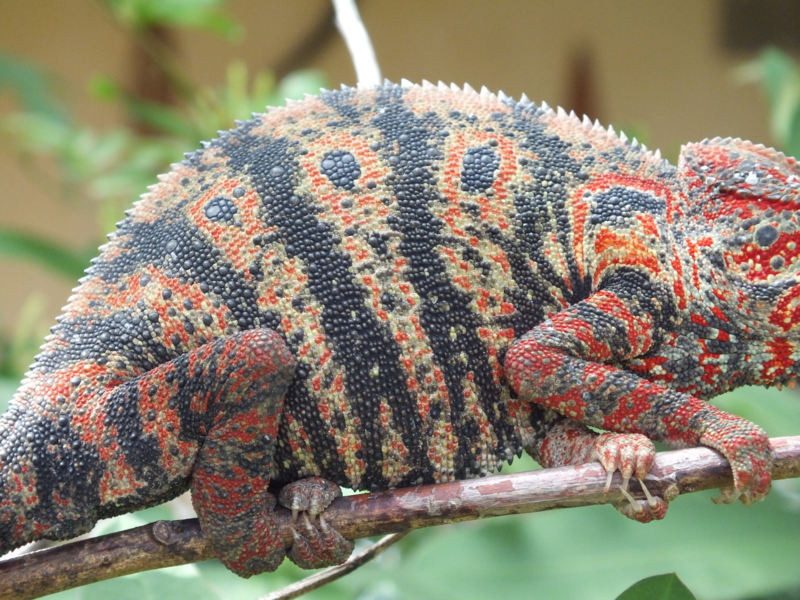 カラフルなカメレオン俺作 恐竜もカラフルだったかもと思わせてくれる生き物 - 虫村の日記