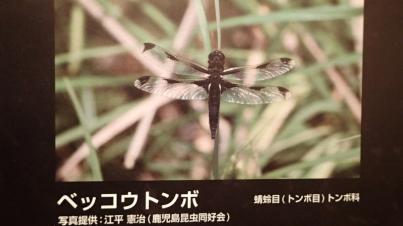 f:id:kazuyo1014:20150927064014j:image