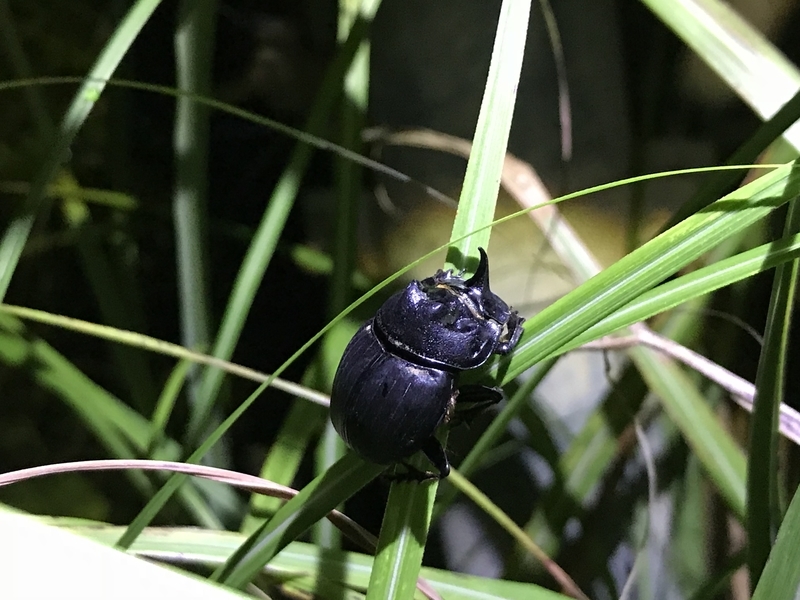 ダイコクコガネ（鹿児島県） - 虫村の日記