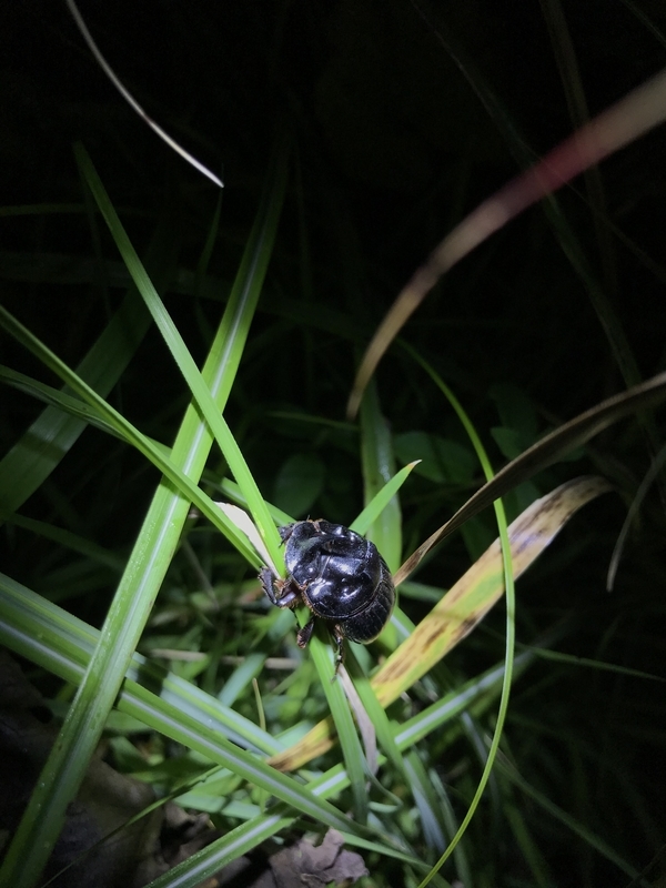 ダイコクコガネ（鹿児島県） - 虫村の日記