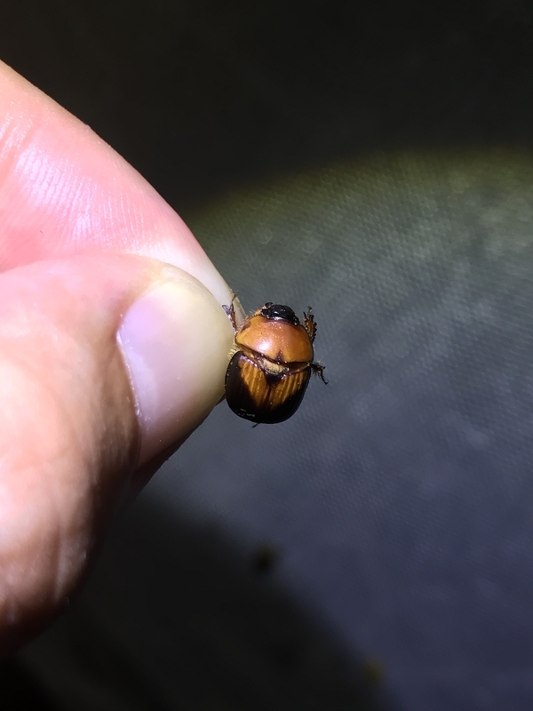 ムネアカセンチコガネ - 虫村の日記