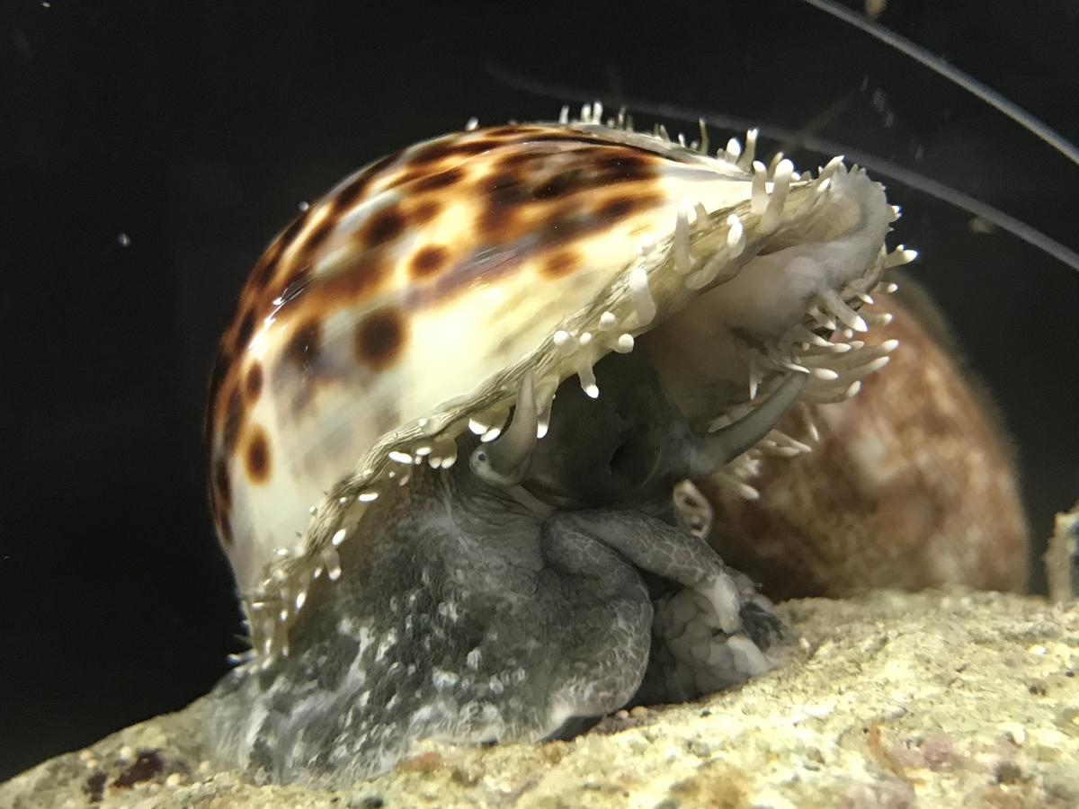 ホシダカラガイ - 虫村の日記