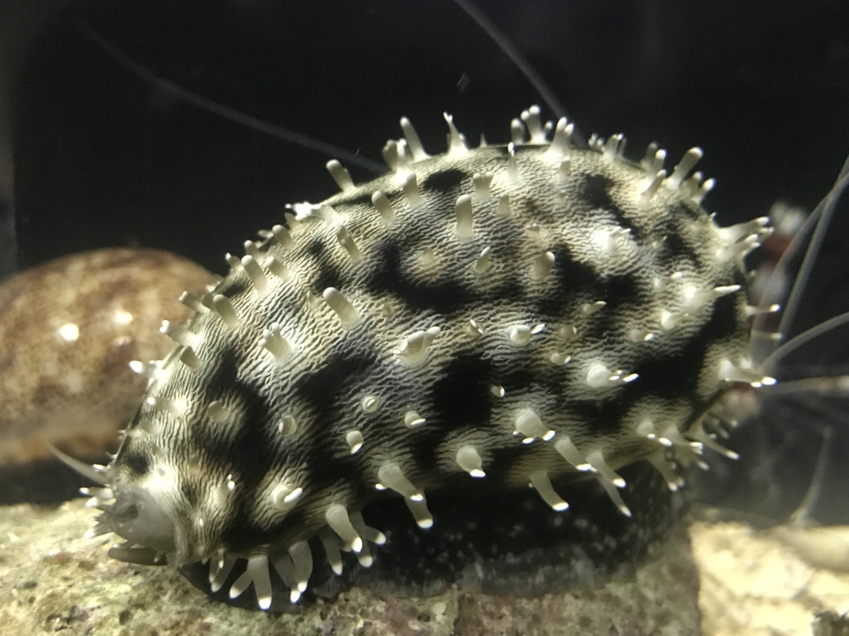 ホシダカラガイ - 虫村の日記