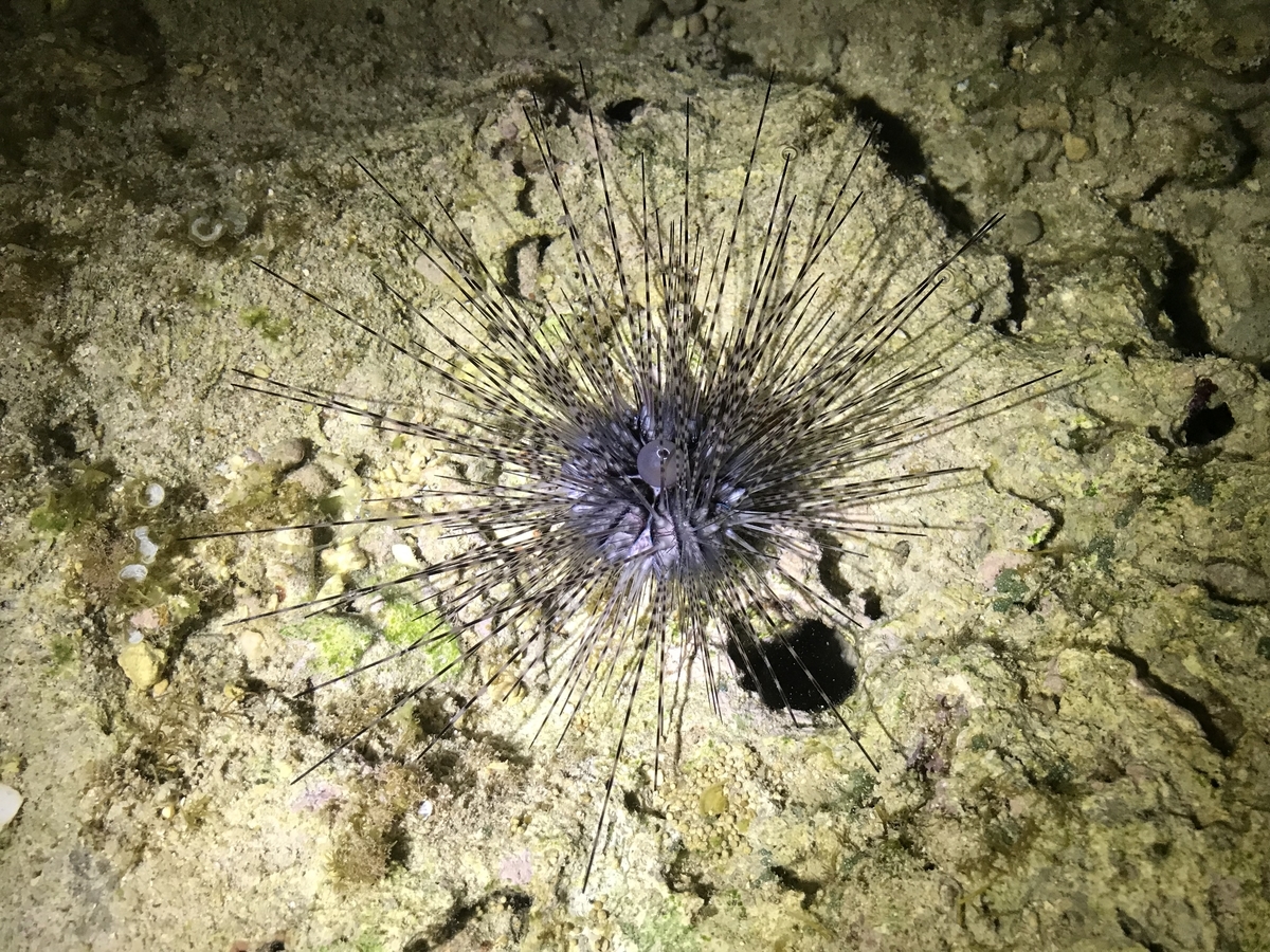 ガンガゼという毒ウニ 虫村の日記