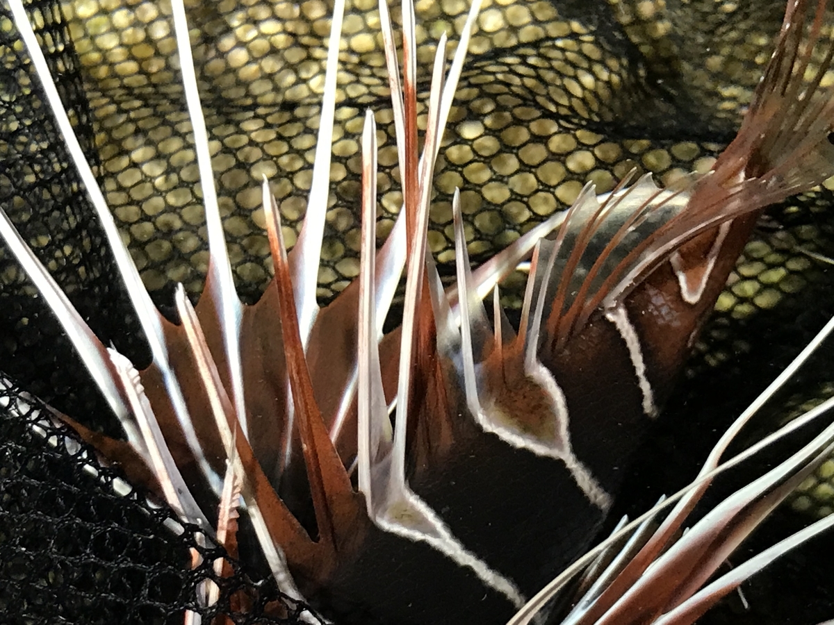 f:id:kazuyo1014:20190415140625j:plain