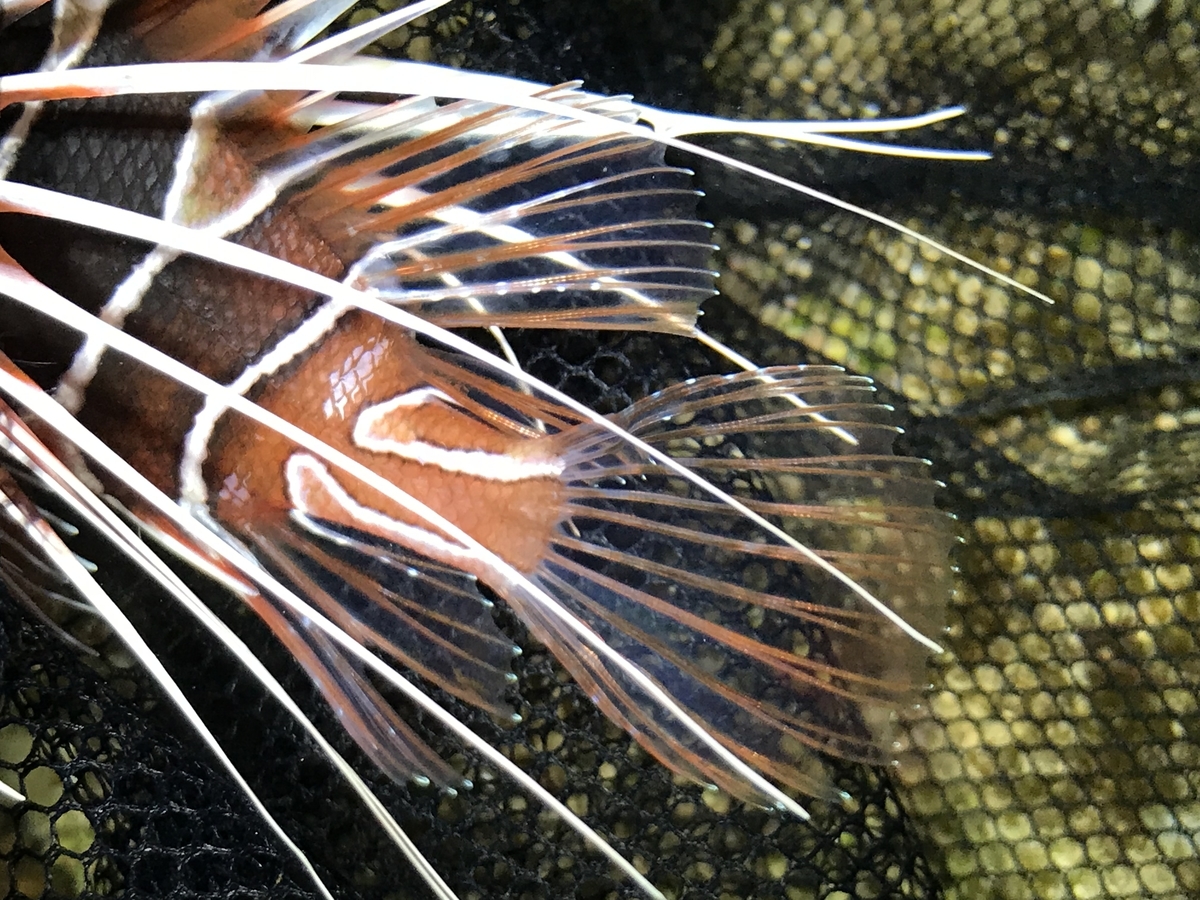 f:id:kazuyo1014:20190415140738j:plain