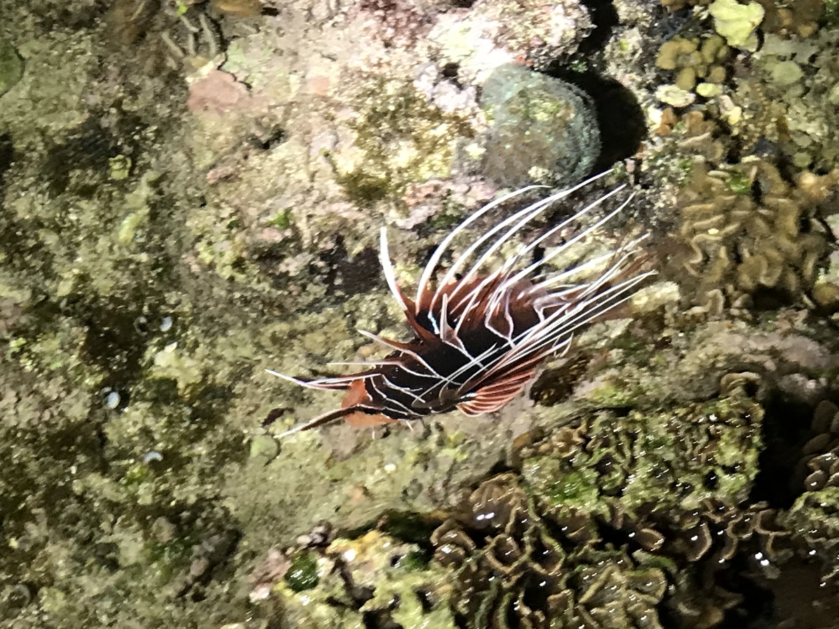 f:id:kazuyo1014:20190415141454j:plain