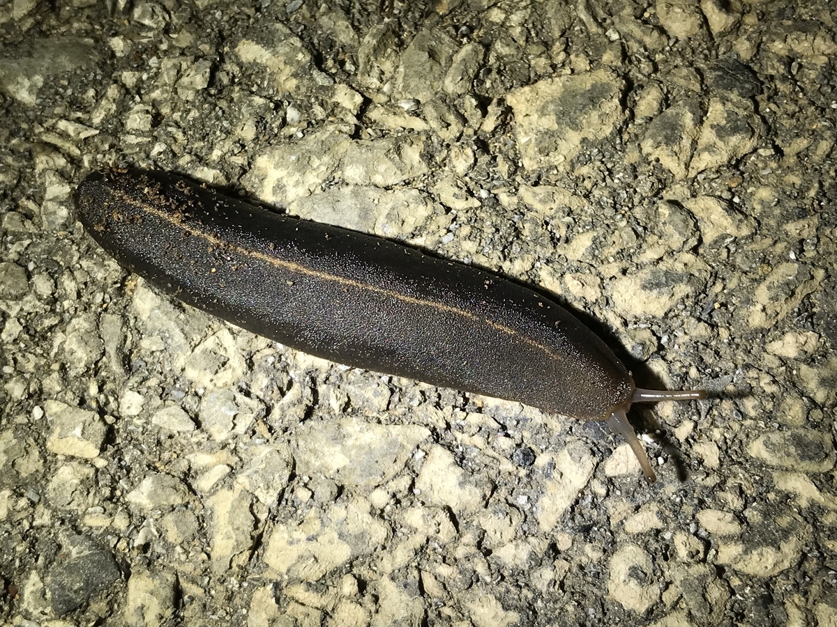 f:id:kazuyo1014:20190423032408j:plain