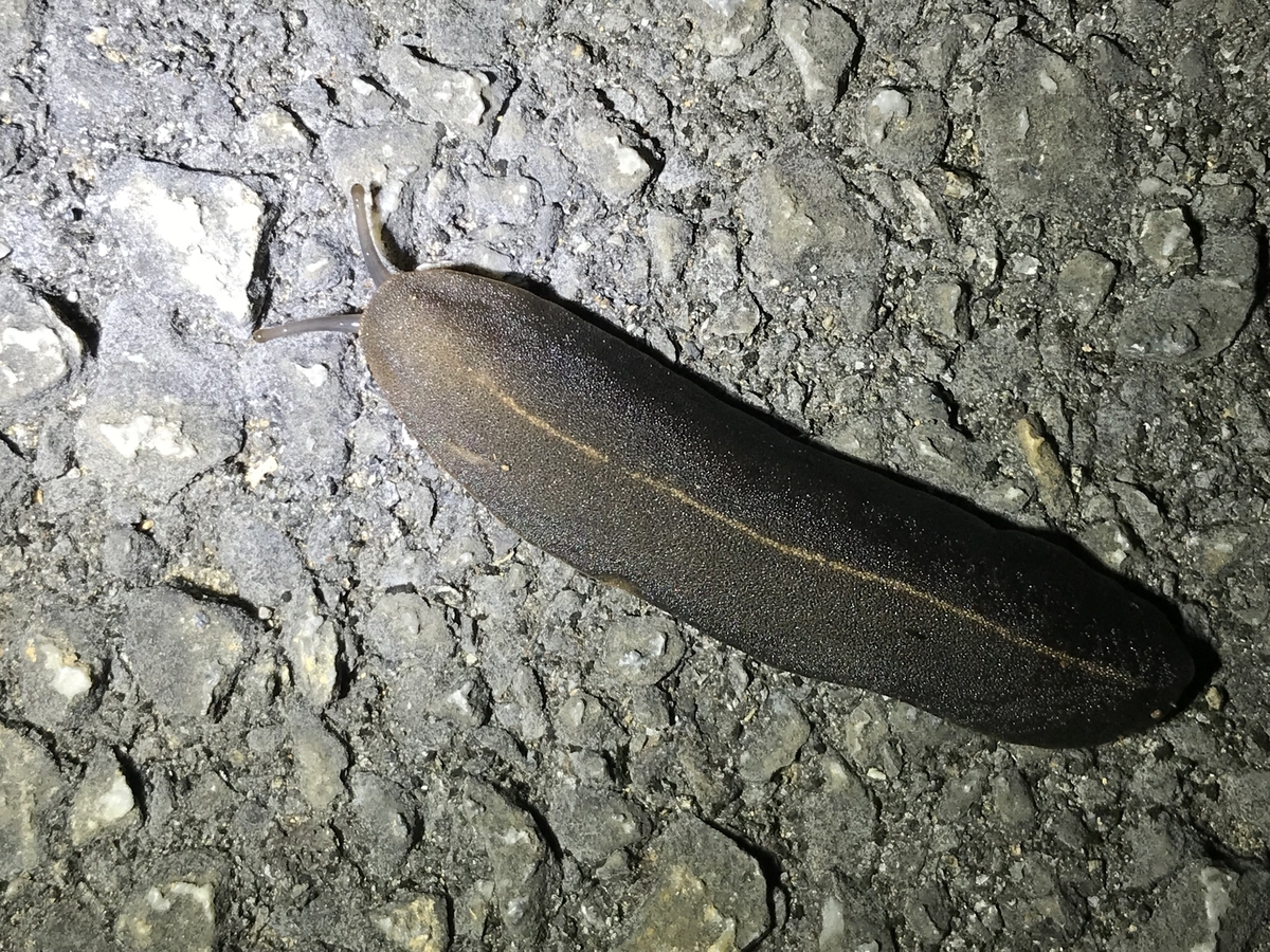 f:id:kazuyo1014:20190423032447j:plain